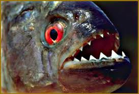 Cabeza de piraña